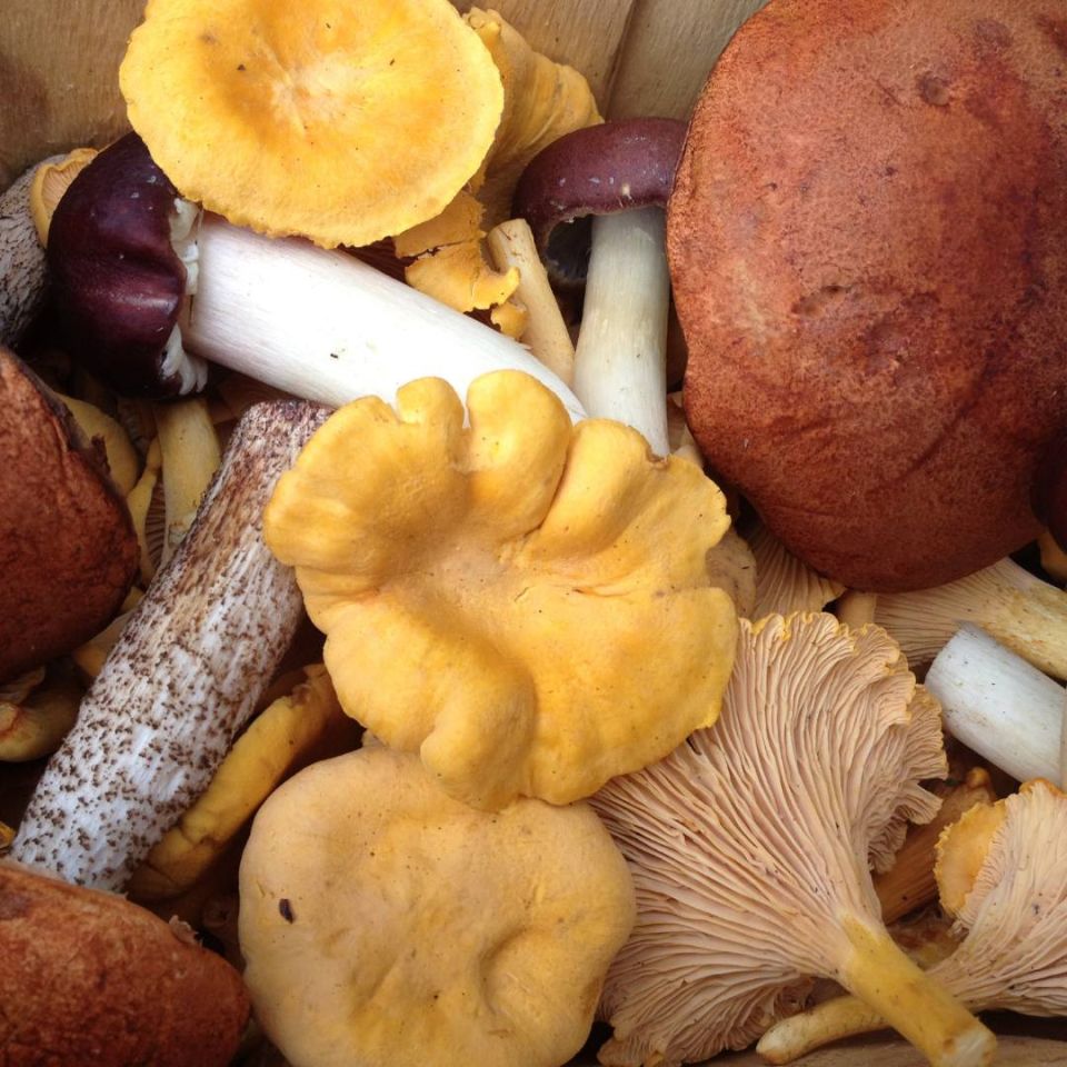 Initiation aux champignons  – Conférence et dégustation